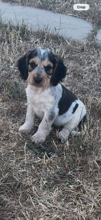 SHOW COCKER SPANIELS PUPPIES