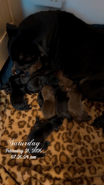 Beautiful staff x Labrador puppies