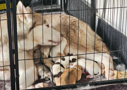 Siberian husky puppies