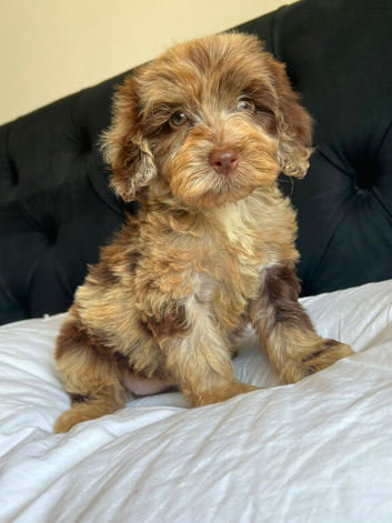F1 cockapoo puppies