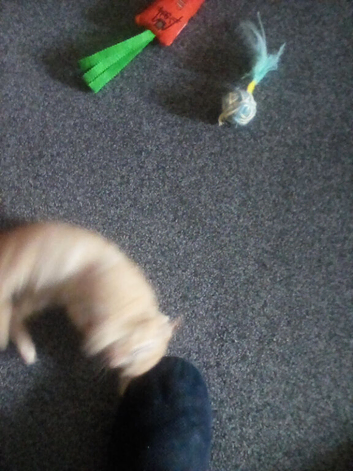 Ginger kitten