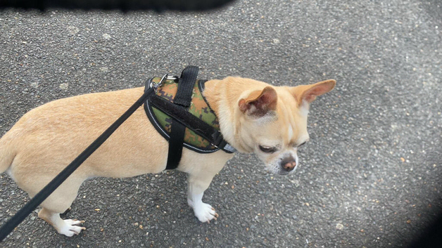 Beautiful chihuahua