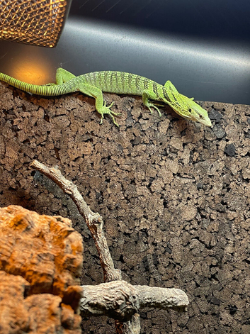 Varanus Reisingeri female 13 months old