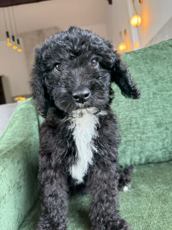 last puppy left best saved until last!! Reduced!! St Berdoodle x sproodle puppies (READY NOW)