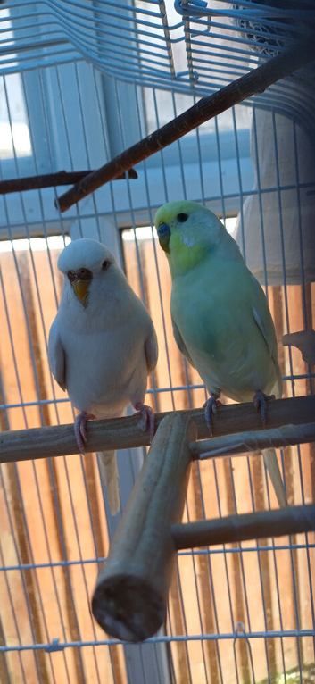 Pair of budgies
