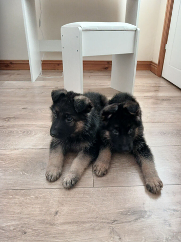 German shepard puppy