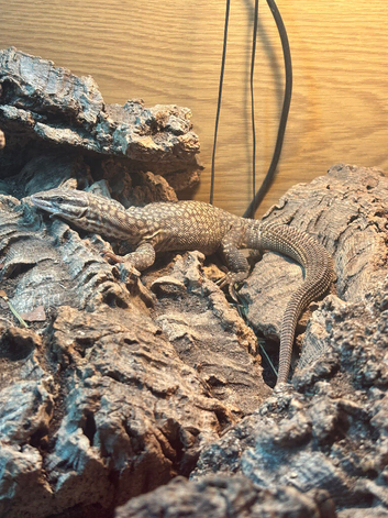 Male Ackie monitor