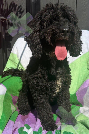 Adult f1 mini cockapoo boy