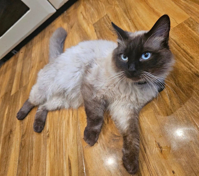pure ragdoll seal point mink male