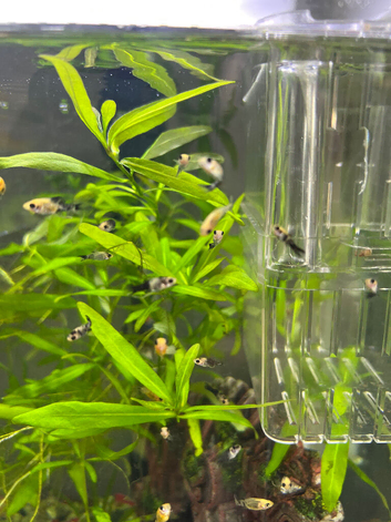 Baby Mollies for Sale &ndash; 2 Months Old