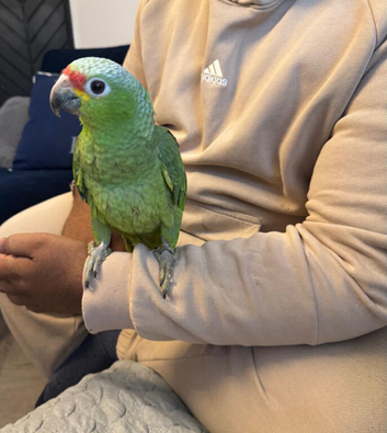 4 months old handreard baby red lord Amazon for sale or px