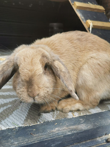 Female rabbit