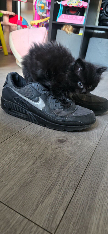 Black kitten