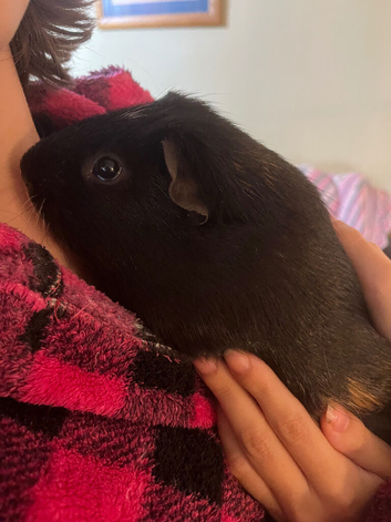 One unbonded male Guinea pig