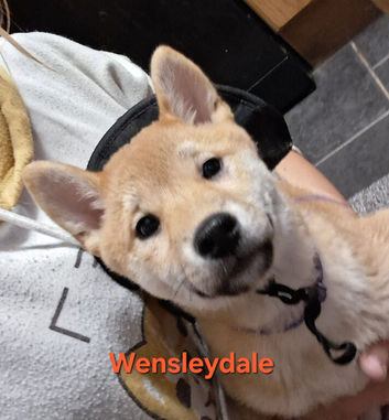 Last KC shiba girl puppies