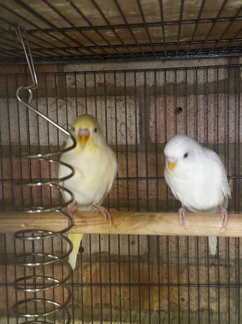 5 beautiful baby budgies 7 months old