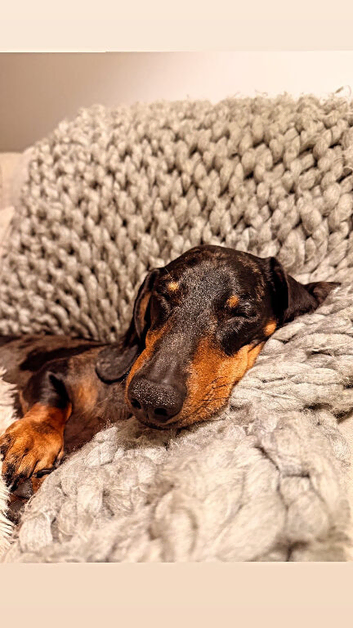 Dax the Dachshund