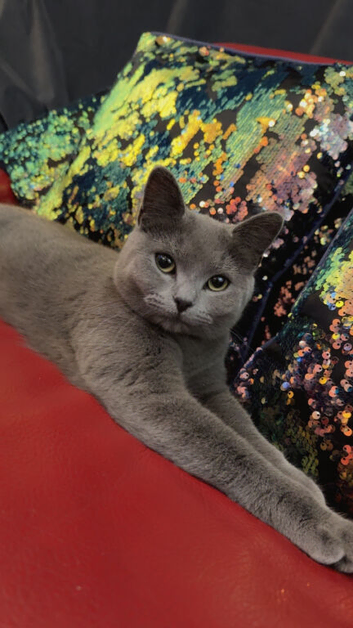 Russian blue female cat for sale.