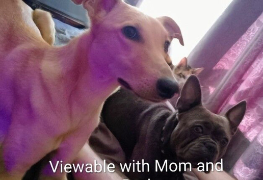 Mother (Lurcher) and Daughter (FrenchieXLurcher) Looking for Family Home