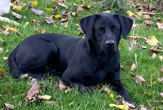 STUD BLACK LABRADOR WORKING AND TRIAL CHAMPION LINES