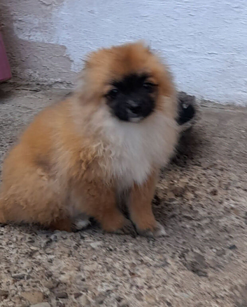 Pomeranian pups