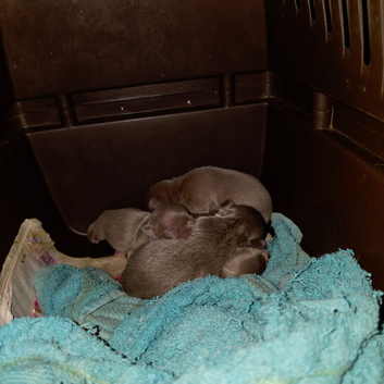 Lilac chihuahua puppies