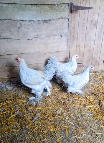 Trio Of Isabella Brahma large fowl