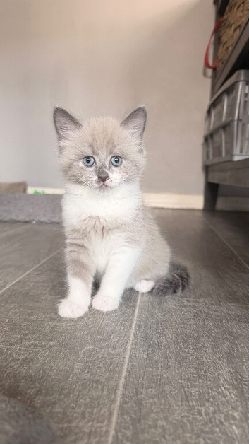 Ragdoll Cross Ready now