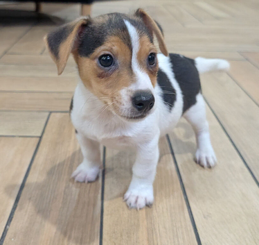 Jack Russell pups