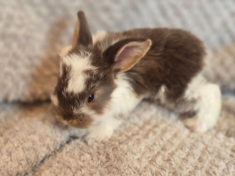 Quality baby french lops pedigree