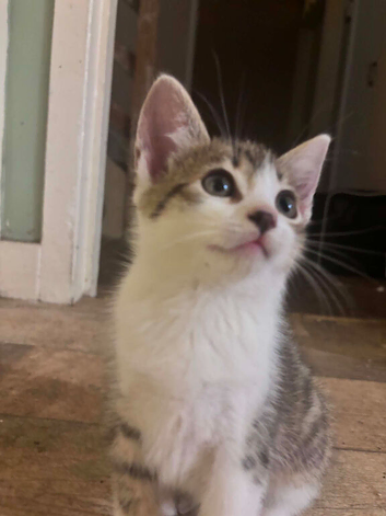 Last kitten looking for home