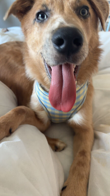 need rehomed asap