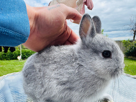 **Beautiful  Netherland Dwarf  Bunnies**