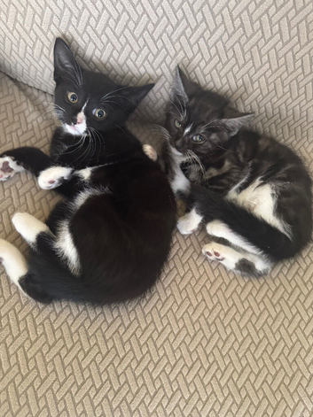Gorgeous kittens