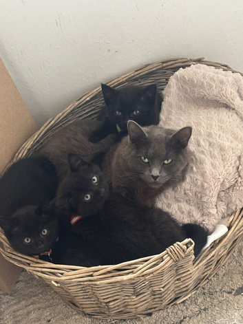 Half Russian blue kittens