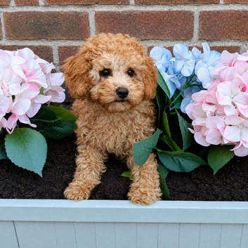 One Male Extensively health Tested Cavapoos Therapy/Support dogs