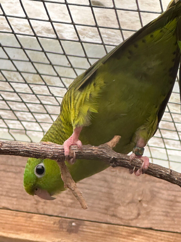 Linnies Lineolated parakeets DNA pair