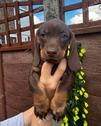 For sale 8weeks old dashund boy