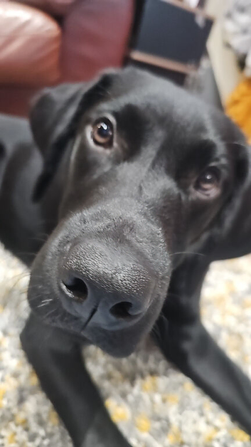 Beautiful labrador boy