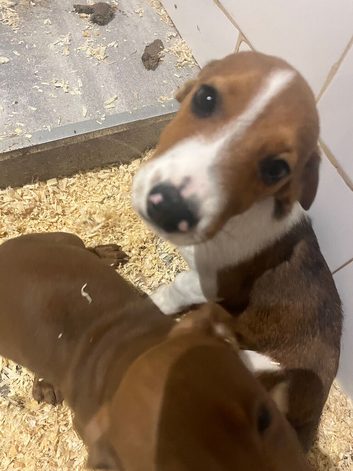 Dachshund x jack russell
