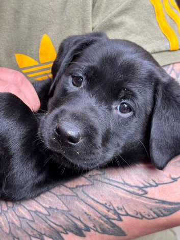 Gorgeous kc registered black Labrador girl