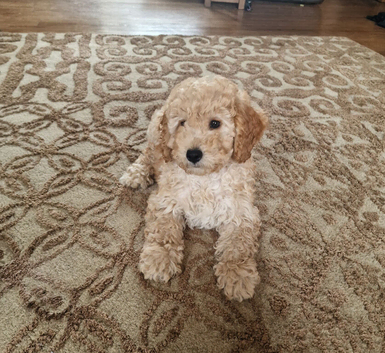 Beautiful and friendly apricot Cockapoo boy puppy well handled