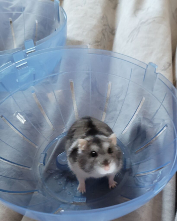 Winter white dwarf hamster