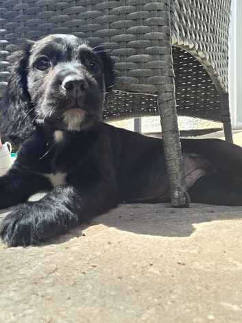 Cocker spaniel pup