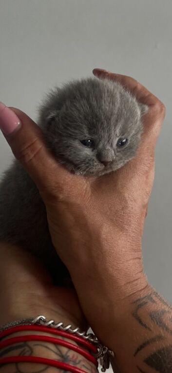 Kittens