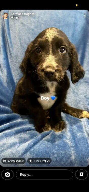 Adorable cocker spaniel puppies for sale
