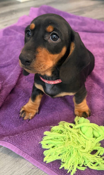 Standard Smooth black tan Dachshunds
