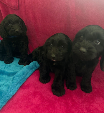 Beautiful cockapoo puppies