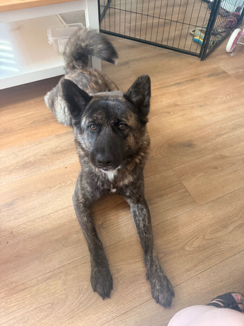 Beautiful friendly Akita