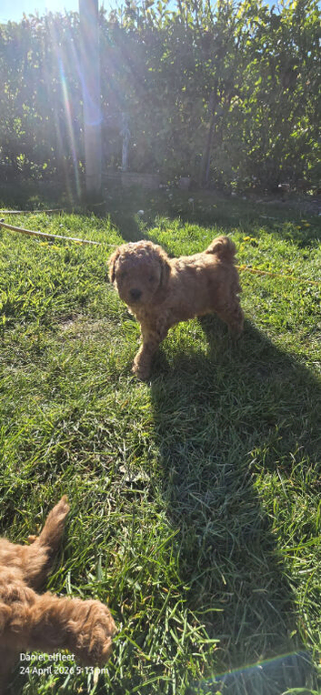 Asian red toy.poochon
